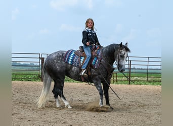 American Quarter Horse, Merrie, 7 Jaar, 147 cm, Schimmel