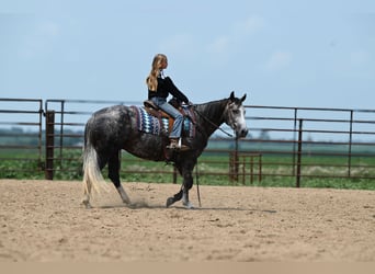 American Quarter Horse, Merrie, 7 Jaar, 147 cm, Schimmel