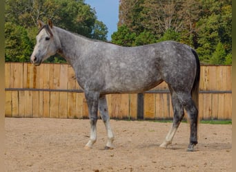 American Quarter Horse, Merrie, 7 Jaar, 147 cm, Schimmel