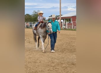 American Quarter Horse, Merrie, 7 Jaar, 147 cm, Schimmel