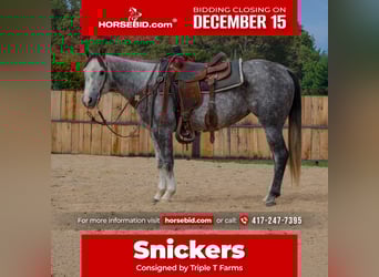 American Quarter Horse, Merrie, 7 Jaar, 147 cm, Schimmel