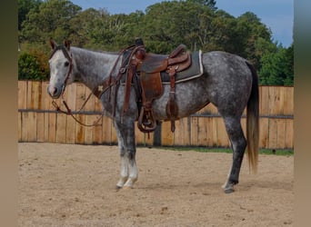 American Quarter Horse, Merrie, 7 Jaar, 147 cm, Schimmel