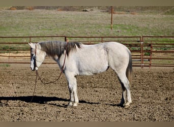 American Quarter Horse, Merrie, 7 Jaar, 147 cm, Schimmel