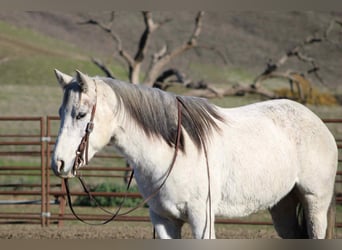 American Quarter Horse, Merrie, 7 Jaar, 147 cm, Schimmel
