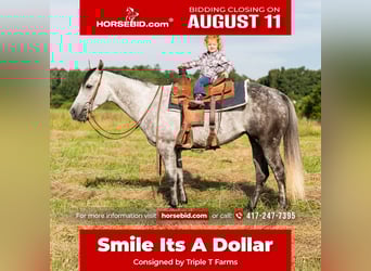 American Quarter Horse, Merrie, 7 Jaar, 147 cm, Schimmel