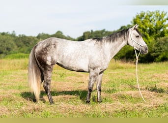 American Quarter Horse, Merrie, 7 Jaar, 147 cm, Schimmel