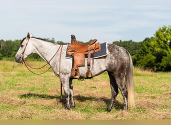 American Quarter Horse, Merrie, 7 Jaar, 147 cm, Schimmel
