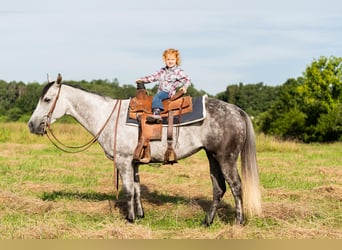 American Quarter Horse, Merrie, 7 Jaar, 147 cm, Schimmel