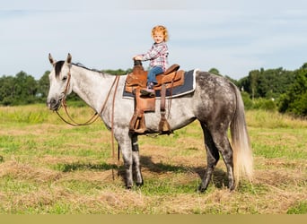 American Quarter Horse, Merrie, 7 Jaar, 147 cm, Schimmel