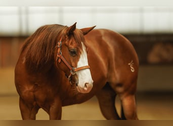 American Quarter Horse, Merrie, 7 Jaar, 148 cm, Donkere-vos