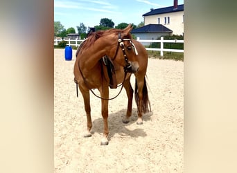 American Quarter Horse, Merrie, 7 Jaar, 148 cm, Roodvos