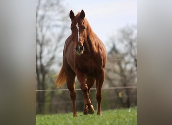American Quarter Horse, Merrie, 7 Jaar, 148 cm, Vos