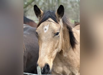 American Quarter Horse, Merrie, 7 Jaar, 149 cm, Buckskin