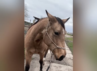 American Quarter Horse, Merrie, 7 Jaar, 149 cm, Buckskin