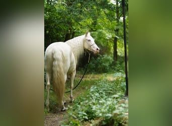 American Quarter Horse, Merrie, 7 Jaar, 150 cm, Cremello