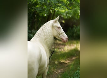 American Quarter Horse, Merrie, 7 Jaar, 150 cm, Cremello