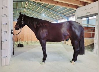 American Quarter Horse, Merrie, 7 Jaar, 150 cm, Donkerbruin