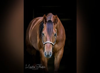 American Quarter Horse, Merrie, 7 Jaar, 150 cm, Donkere-vos