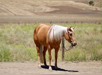 American Quarter Horse, Merrie, 7 Jaar, 150 cm, Palomino