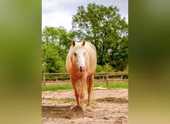 American Quarter Horse Mix, Merrie, 7 Jaar, 150 cm, Palomino