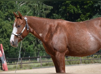 American Quarter Horse, Merrie, 7 Jaar, 150 cm, Rabicano