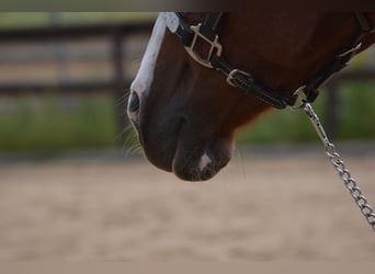 American Quarter Horse, Merrie, 7 Jaar, 150 cm, Rabicano