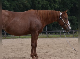 American Quarter Horse, Merrie, 7 Jaar, 150 cm, Rabicano