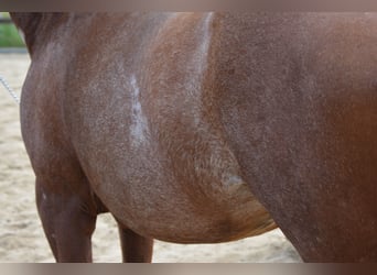 American Quarter Horse, Merrie, 7 Jaar, 150 cm, Rabicano