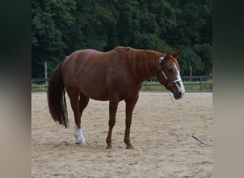 American Quarter Horse, Merrie, 7 Jaar, 150 cm, Rabicano