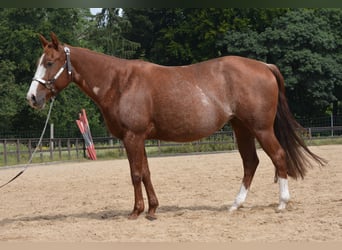 American Quarter Horse, Merrie, 7 Jaar, 150 cm, Rabicano