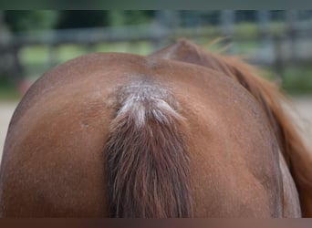 American Quarter Horse, Merrie, 7 Jaar, 150 cm, Rabicano