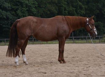 American Quarter Horse, Merrie, 7 Jaar, 150 cm, Rabicano