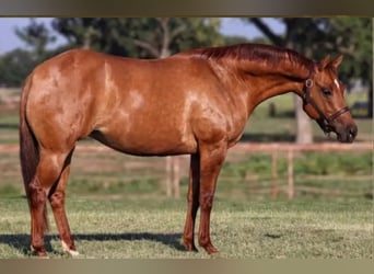 American Quarter Horse, Merrie, 7 Jaar, 150 cm, Red Dun