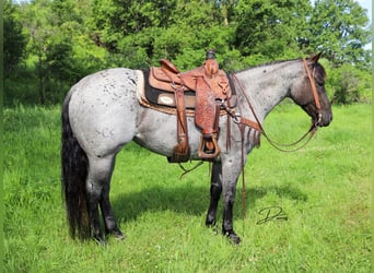 American Quarter Horse, Merrie, 7 Jaar, 150 cm, Roan-Blue