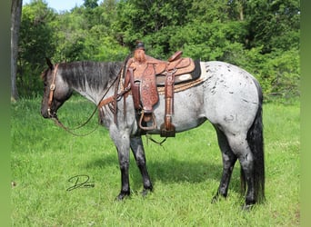 American Quarter Horse, Merrie, 7 Jaar, 150 cm, Roan-Blue