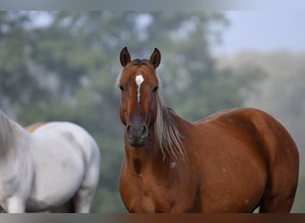 American Quarter Horse, Merrie, 7 Jaar, 150 cm, Roodbruin