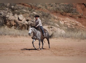 American Quarter Horse, Merrie, 7 Jaar, 150 cm, Schimmel