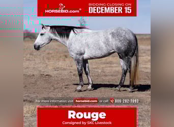 American Quarter Horse, Merrie, 7 Jaar, 150 cm, Schimmel