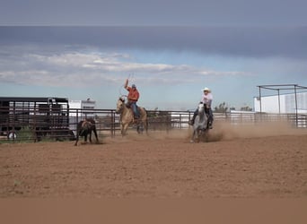 American Quarter Horse, Merrie, 7 Jaar, 150 cm, Schimmel