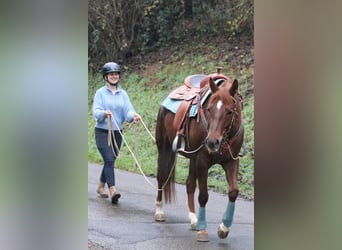 American Quarter Horse, Merrie, 7 Jaar, 151 cm