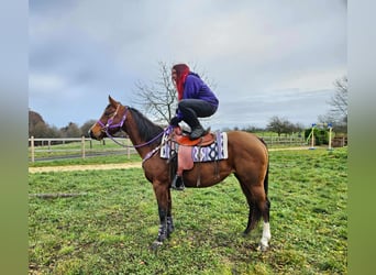 American Quarter Horse, Merrie, 7 Jaar, 152 cm, Bruin