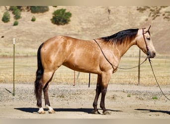 American Quarter Horse, Merrie, 7 Jaar, 152 cm, Buckskin