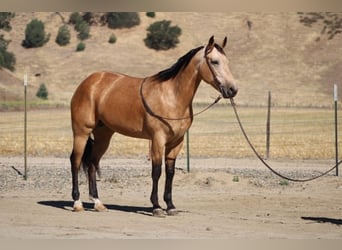 American Quarter Horse, Merrie, 7 Jaar, 152 cm, Buckskin