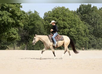 American Quarter Horse, Merrie, 7 Jaar, 152 cm, Buckskin
