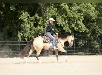 American Quarter Horse, Merrie, 7 Jaar, 152 cm, Buckskin