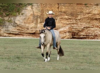 American Quarter Horse, Merrie, 7 Jaar, 152 cm, Buckskin