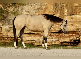 American Quarter Horse, Merrie, 7 Jaar, 152 cm, Buckskin