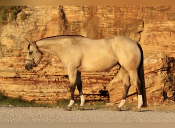 American Quarter Horse, Merrie, 7 Jaar, 152 cm, Buckskin