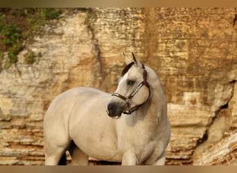 American Quarter Horse, Merrie, 7 Jaar, 152 cm, Buckskin