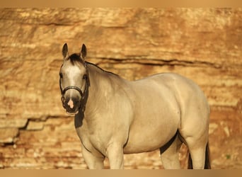 American Quarter Horse, Merrie, 7 Jaar, 152 cm, Buckskin